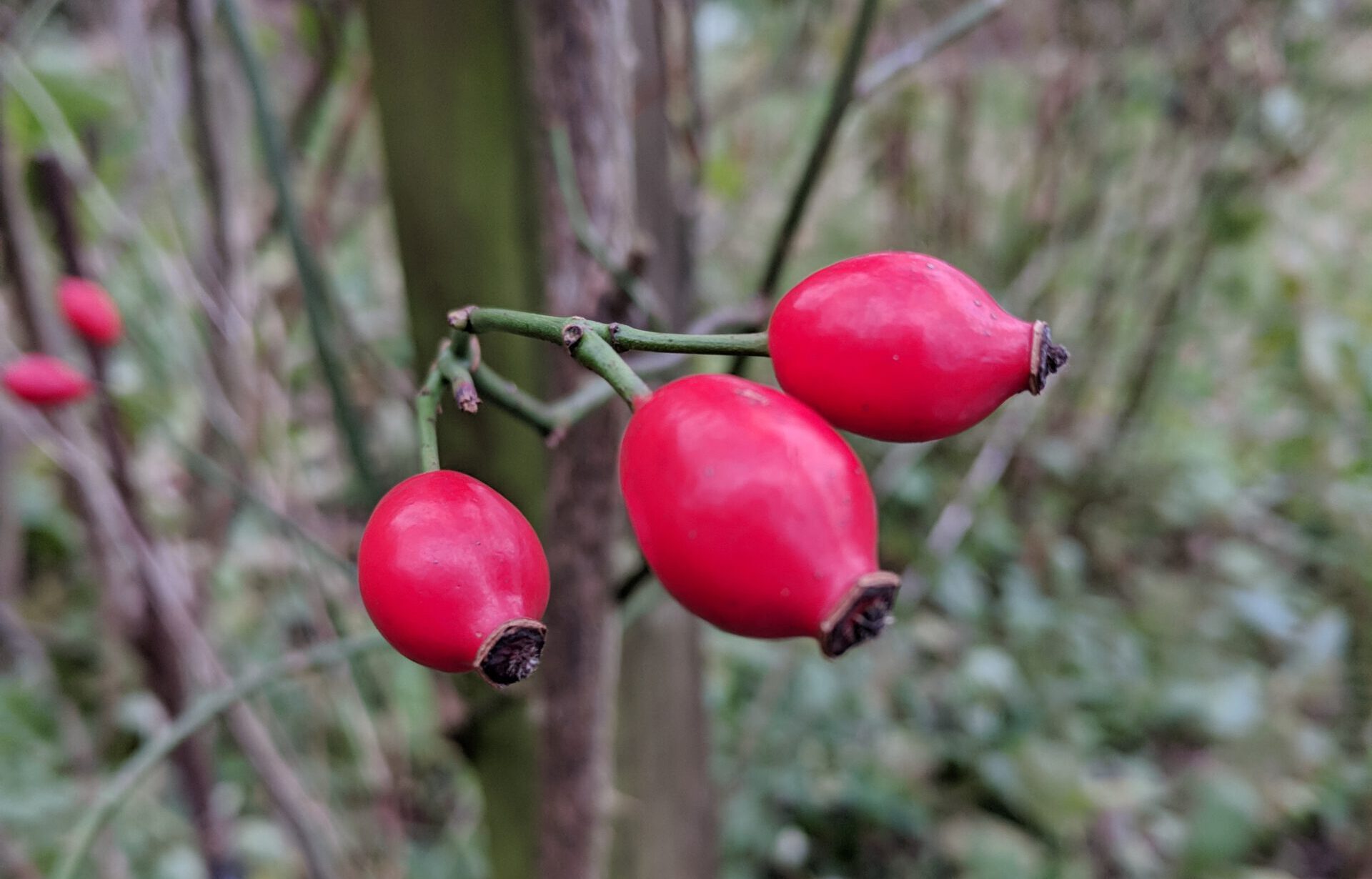 Hagebuttentee selbst gemacht